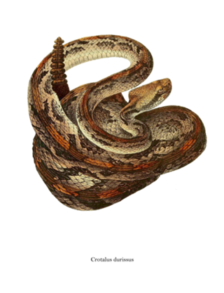 Crotalus durissus