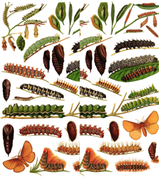 Lagartas I