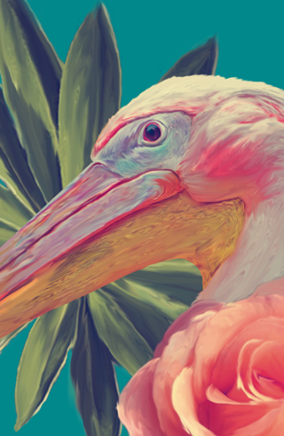 Pelicanoart
