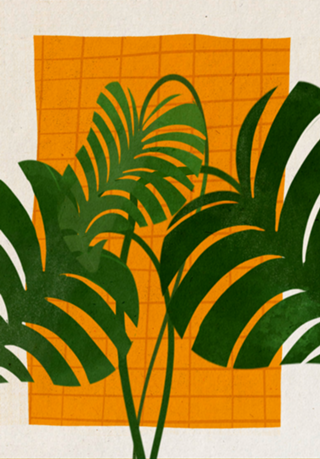 Monstera fofinha