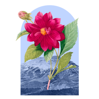 Floral Landscape Dahlia