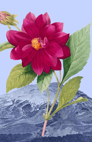Floral Landscape Dahlia