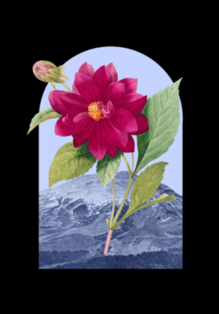 Floral Landscape Dahlia