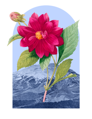 Floral Landscape Dahlia