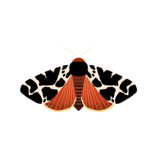 Moth