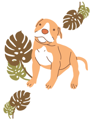 Pitbull filhote