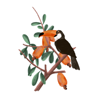 Cajueiro tucano