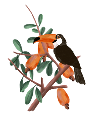 Cajueiro tucano