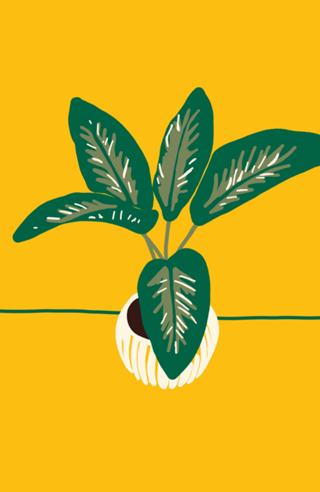 Vaso de Plantas