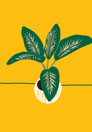 Vaso de Plantas