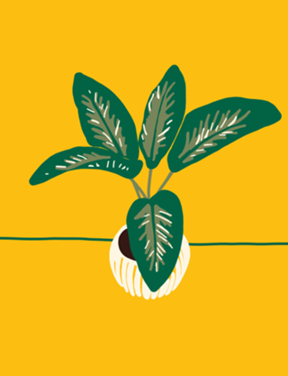 Vaso de Plantas