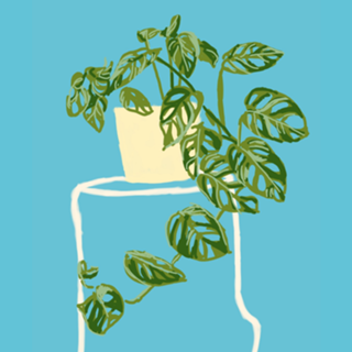 Vaso de Plantas II