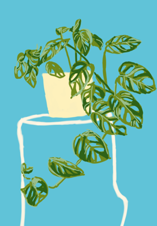 Vaso de Plantas II