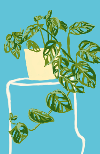 Vaso de Plantas II