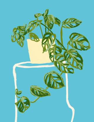 Vaso de Plantas II