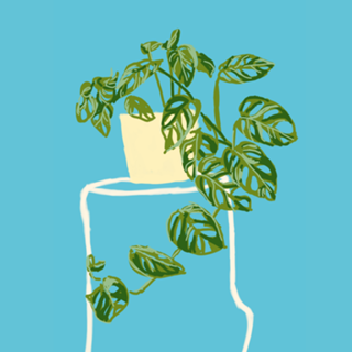 Vaso de Plantas II