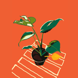 Vaso de Plantas III