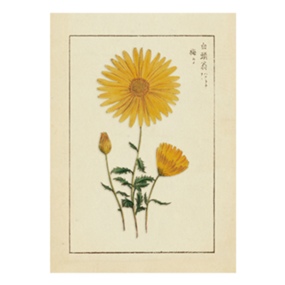Flores Vintage nº 3