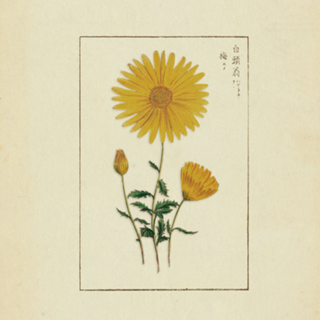 Flores Vintage nº 3