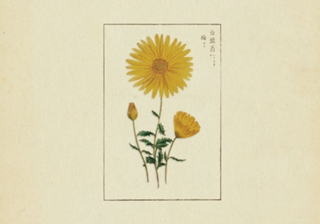 Flores Vintage nº 3
