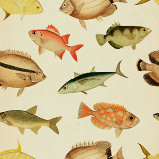 Pattern Peixes Vintage nº 1