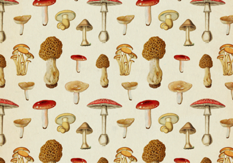 Pattern Cogumelos Vintage nº 1