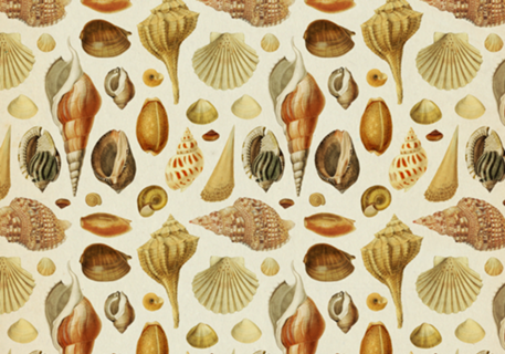 Pattern Conchas Vintage nº 1