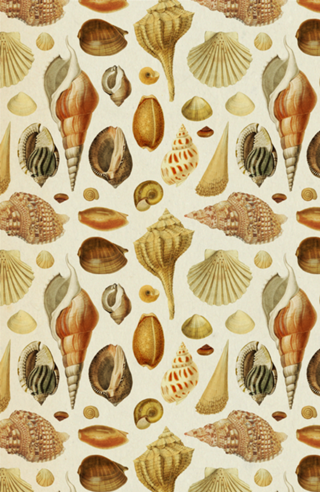 Pattern Conchas Vintage nº 1