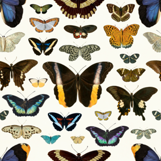 Pattern Borboletas Vintage nº 1