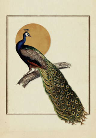 Pavão Vintage