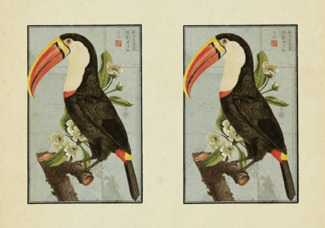 Tucano Vintage nº 2