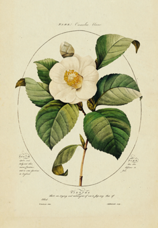 Flor Camelia Vintage