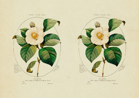 Flor Camelia Vintage