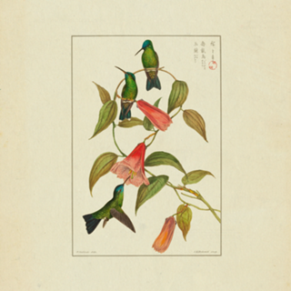 Illustration Beija-Flores Vintage