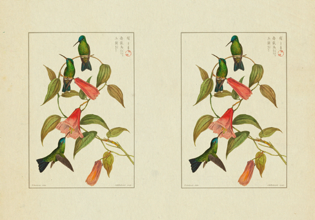 Illustration Beija-Flores Vintage