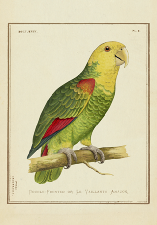 Papagaio-de-Cara-Amarela Vintage