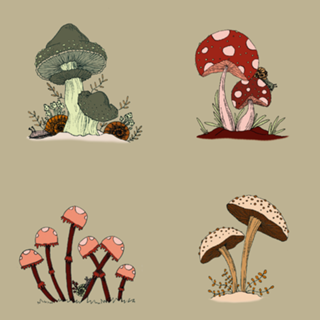 Cogumelos terrosos