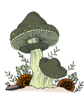 Cogumelos terrosos