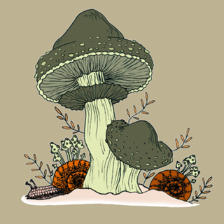 Cogumelos terrosos