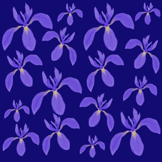 Iris Roxa