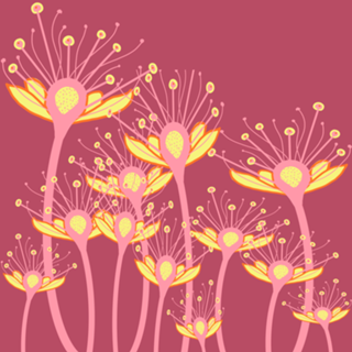 Sonho rosa