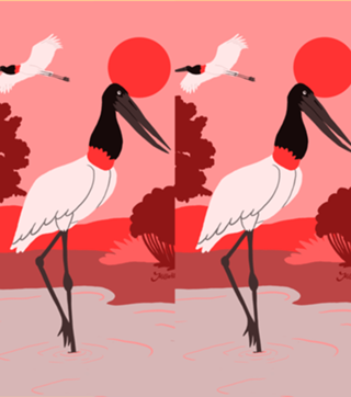 Tuiuiú - Jabiru mycteria