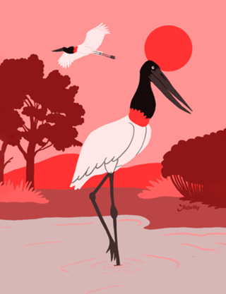 Tuiuiú - Jabiru mycteria
