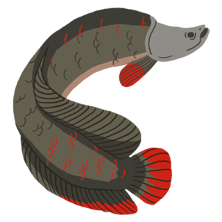 Pirarucu - Arapaima gigas