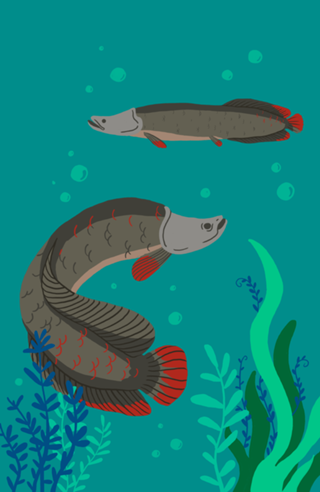 Pirarucu - Arapaima gigas
