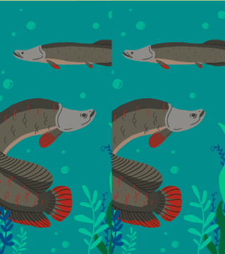 Pirarucu - Arapaima gigas
