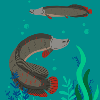 Pirarucu - Arapaima gigas