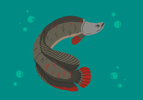 Pirarucu - Arapaima gigas