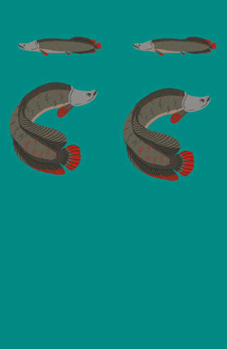 Pirarucu - Arapaima gigas