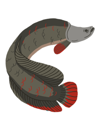 Pirarucu - Arapaima gigas